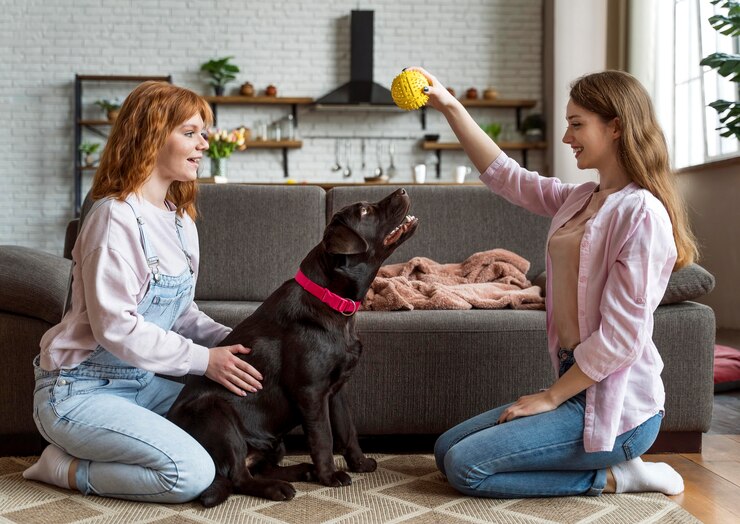 daycare for dogs